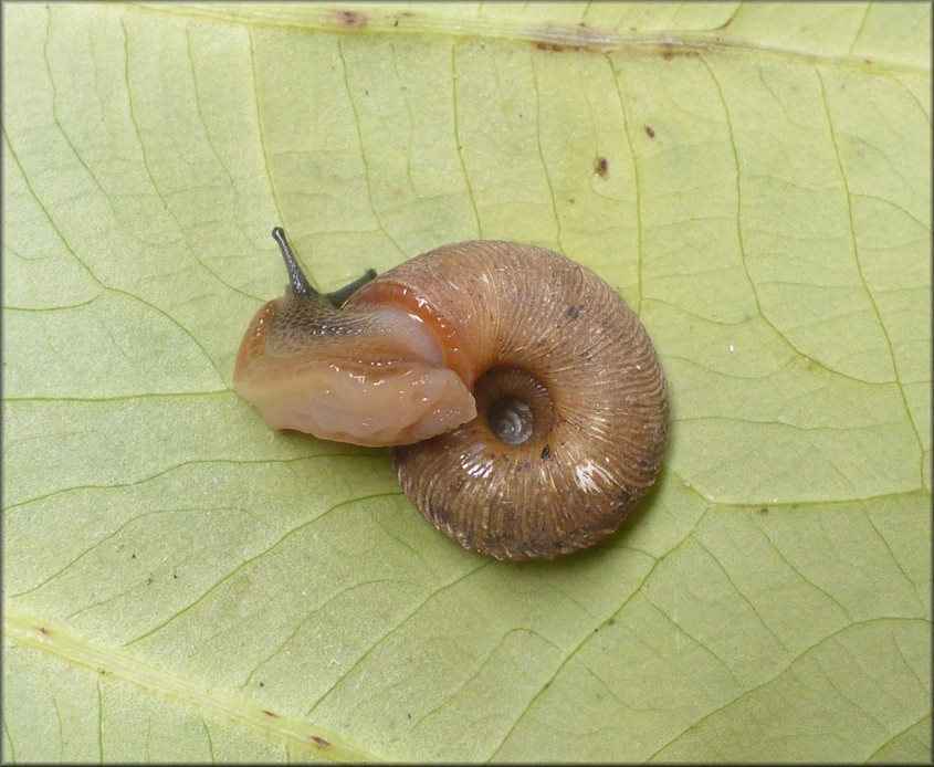 Anguispira strongylodes (L. Pfeiffer, 1854) Southeastern Tigersnail