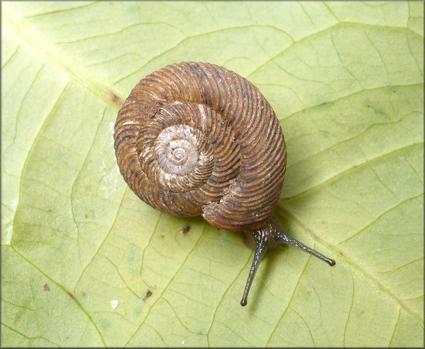 Anguispira strongylodes (L. Pfeiffer, 1854) Southeastern Tigersnail