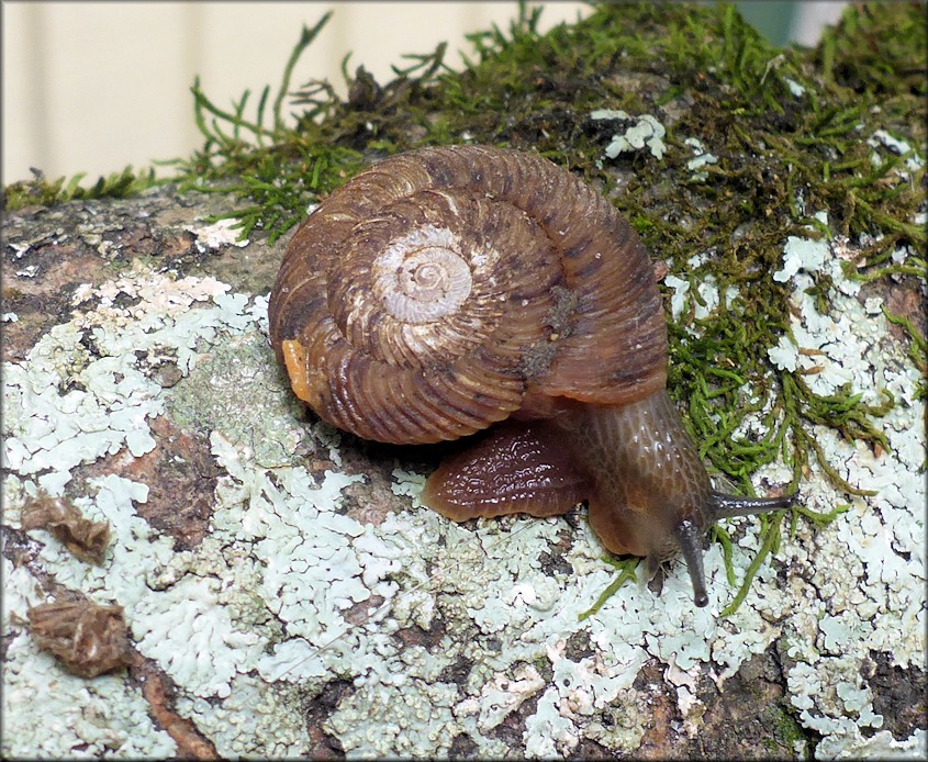 Anguispira strongylodes (L. Pfeiffer, 1854) Southeastern Tigersnail