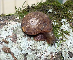 Anguispira strongylodes (L. Pfeiffer, 1854) Southeastern Tigersnail