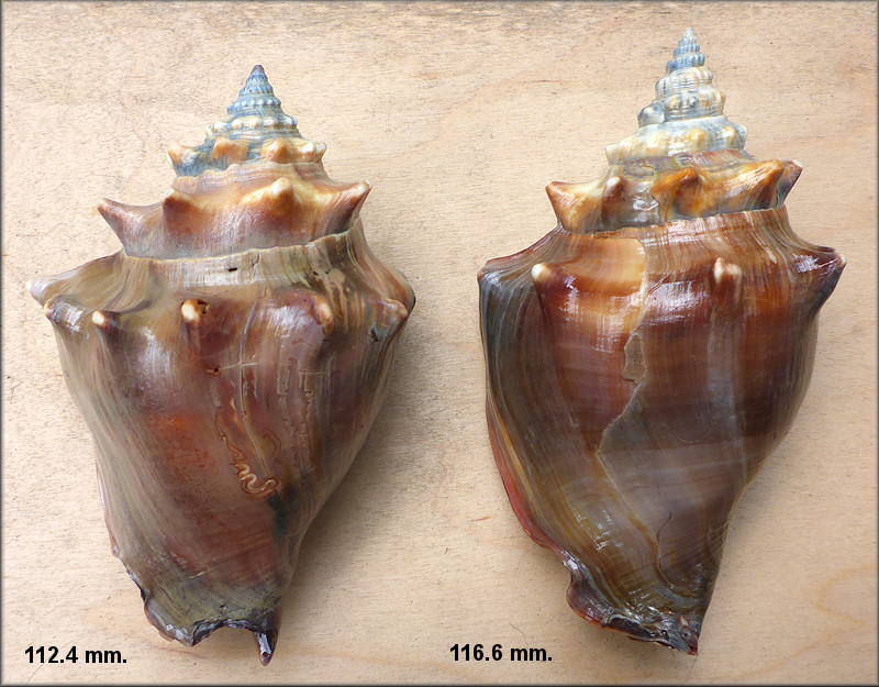 Strombus alatus Gmelin, 1791 Florida Fighting Conch