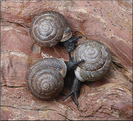 Triodopsis species "Florida Scrub Threetooth"