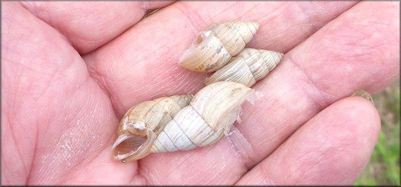 Bulimulus sporadicus At Jacksonville Aviation Authority Controlled Facility - Craig Airport (JAXEX)