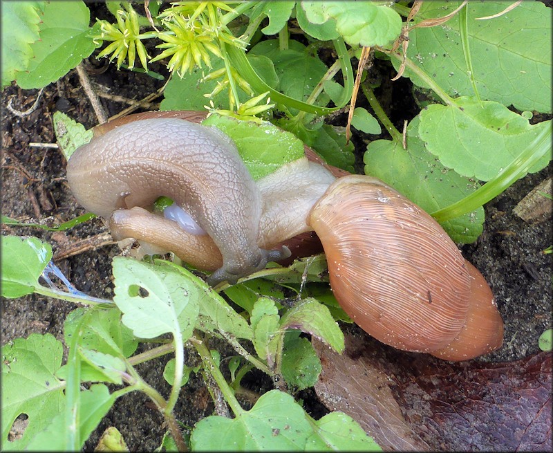 Euglandina rosea (Frussac, 1821) Mating In Situ