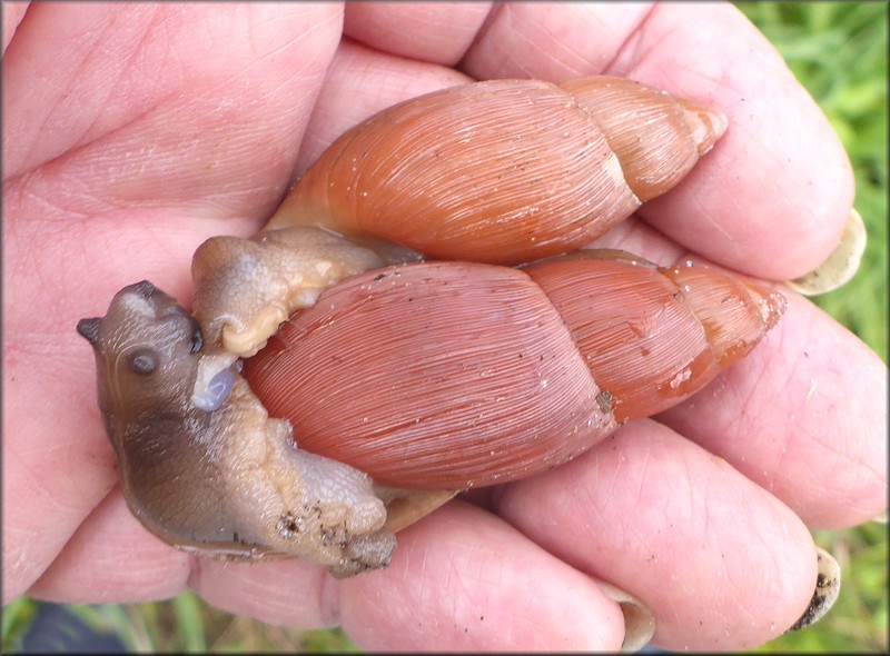 Euglandina rosea (Frussac, 1821) Mating In Situ