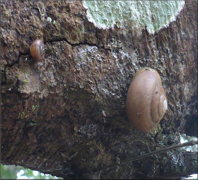 Mesodon thyroidus (Say, 1817) White-lip Globe Up Tree