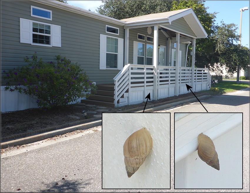 Bulimulus sporadicus Near The Michael B. Scanlan Mayport Boat Ramp