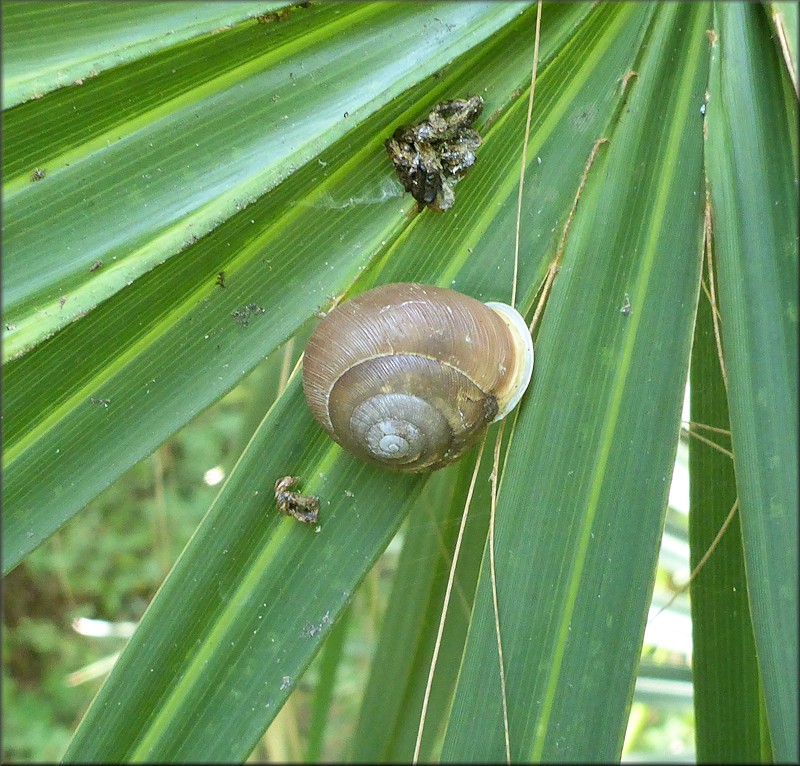 Mesodon thyroidus (Say, 1817) White-lip Globe In Situ