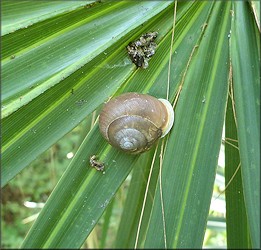 Mesodon thyroidus (Say, 1817) White-lip Globe In Situ