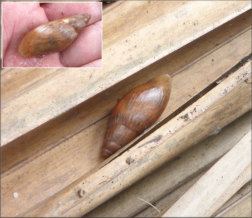 Euglandina rosea (Frussac, 1821) Juvenile In Situ