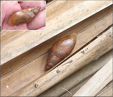 Euglandina rosea (Frussac, 1821) Juvenile In Situ