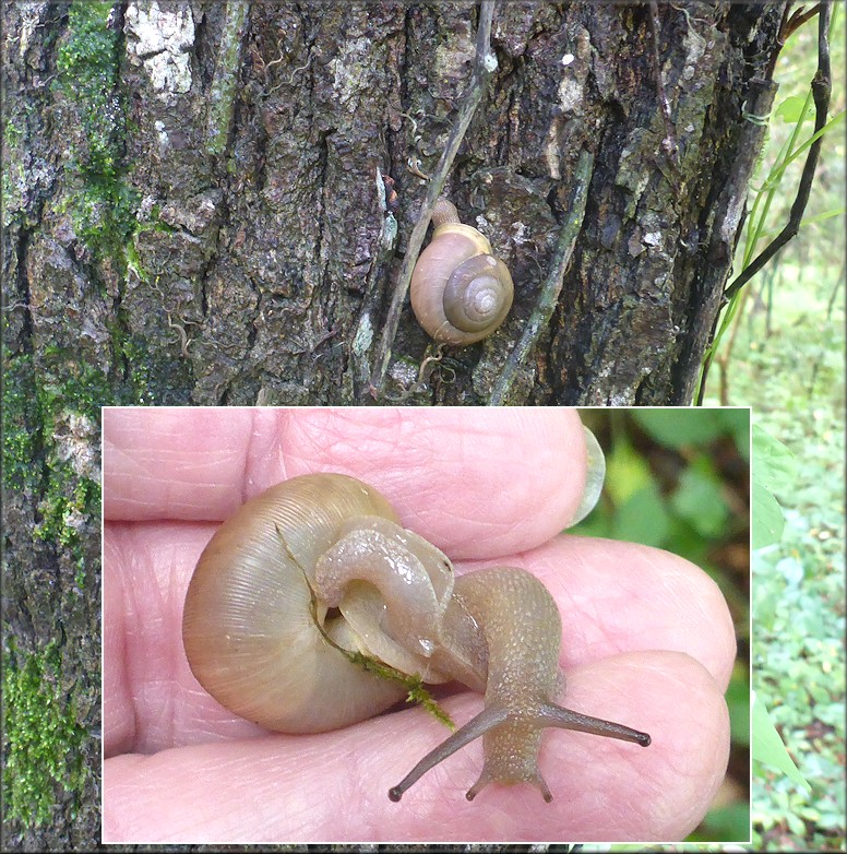 Mesodon thyroidus (Say, 1817) White-lip Globe Up A Tree