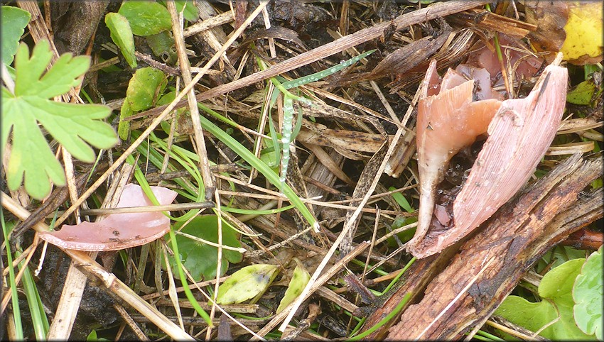 Euglandina rosea (Frussac, 1821) Predator Damage
