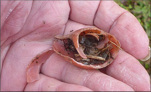 Euglandina rosea (Frussac, 1821) Predator Damage