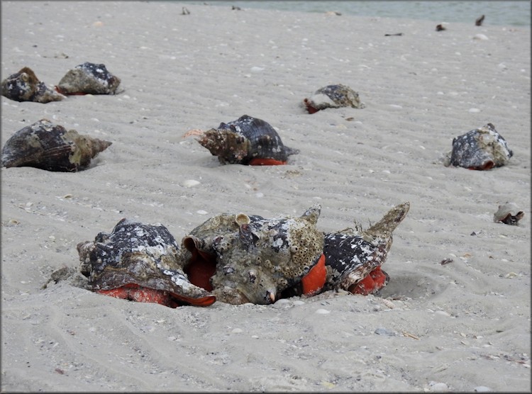 Triplofusus giganteus (Kiener, 1840) Mating Aggregation