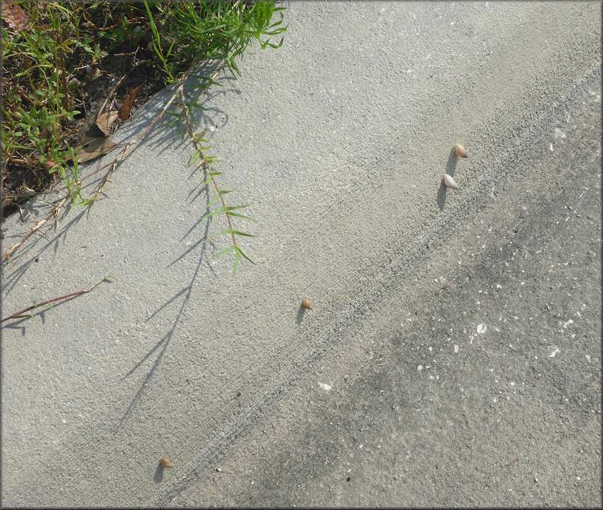 Bulimulus sporadicus At The Exit Ramp From State Road 9B To Philips Highway