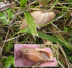 Euglandina rosea (Frussac, 1821) Rosy Wolfsnail In Situ