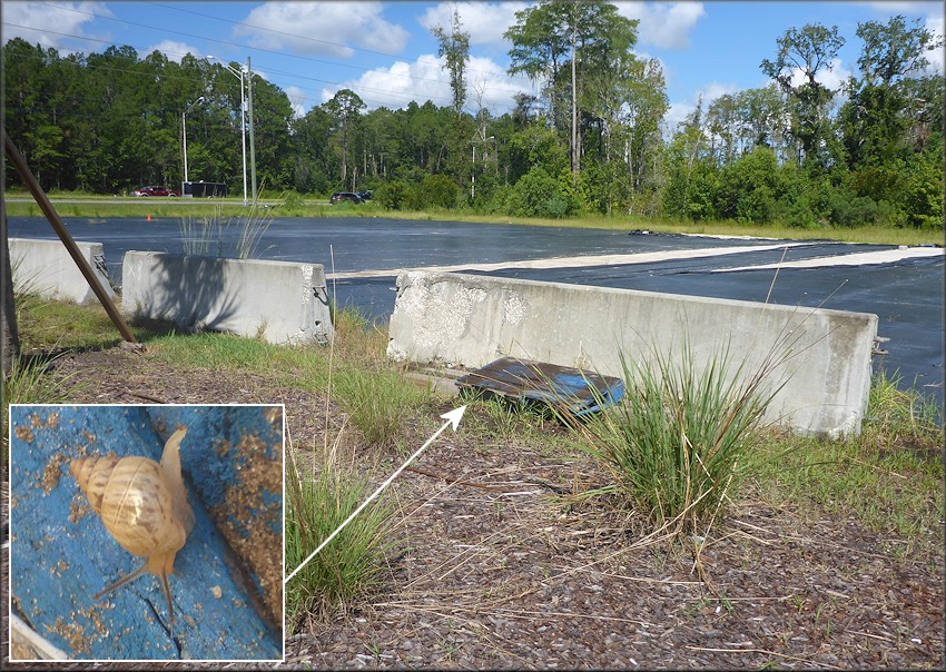 Bulimulus sporadicus At Gate Gas Station On Philips Highway (US-1)