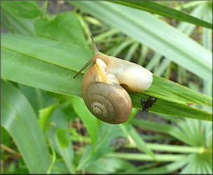 Mesodon thyroidus (Say, 1817) White-lip Globe Up A Palmetto