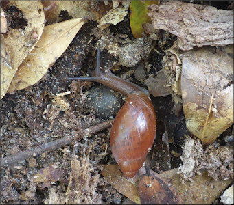 Euglandina rosea (Frussac, 1821) Rosy Wolfsnail In Situ