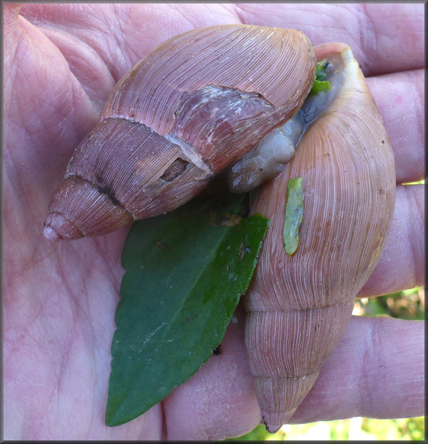 Euglandina rosea (Frussac, 1821) Mating