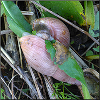 Euglandina rosea (Frussac, 1821) Mating