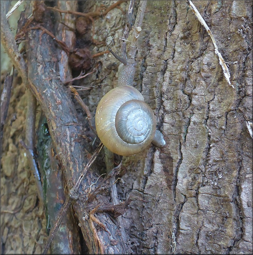 Mesodon thyroidus (Say, 1817) White-lip Globe Up A Tree