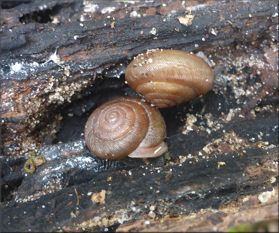 Triodopsis species "Florida Scrub Threetooth" In Situ