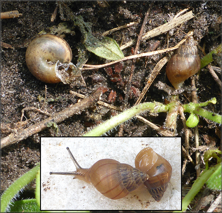 Bulimulus sporadicus From Vacant Lot Off Point Meadows Road In Southeastern Jacksonville