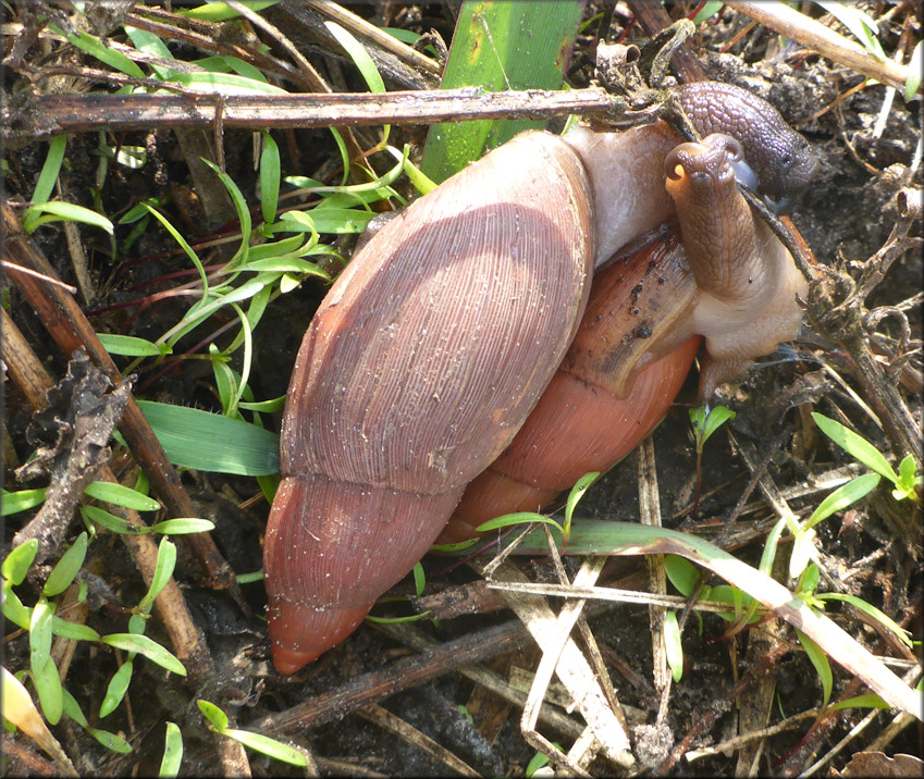 Euglandina rosea (Frussac, 1821) Mating In Situ