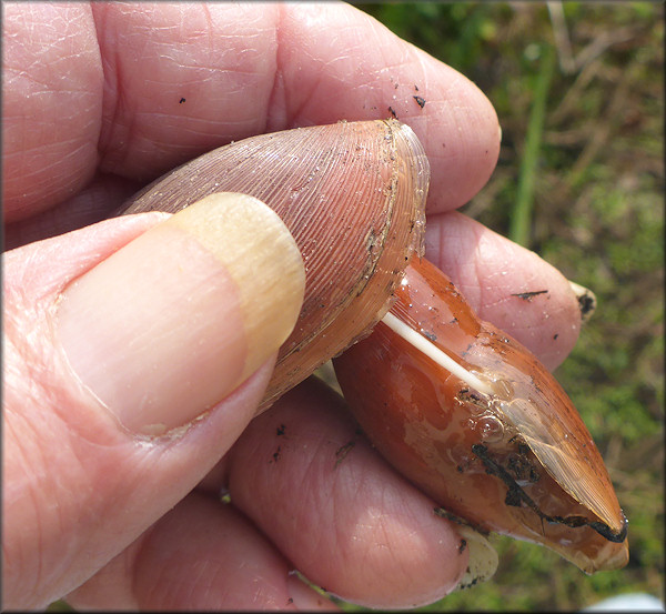 Euglandina rosea (Frussac, 1821) Mating In Situ