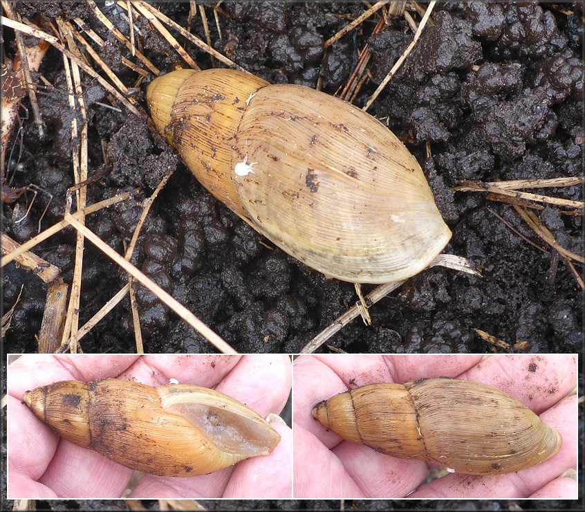 Euglandina rosea (Férussac, 1821) Rosy Wolfsnail In Situ