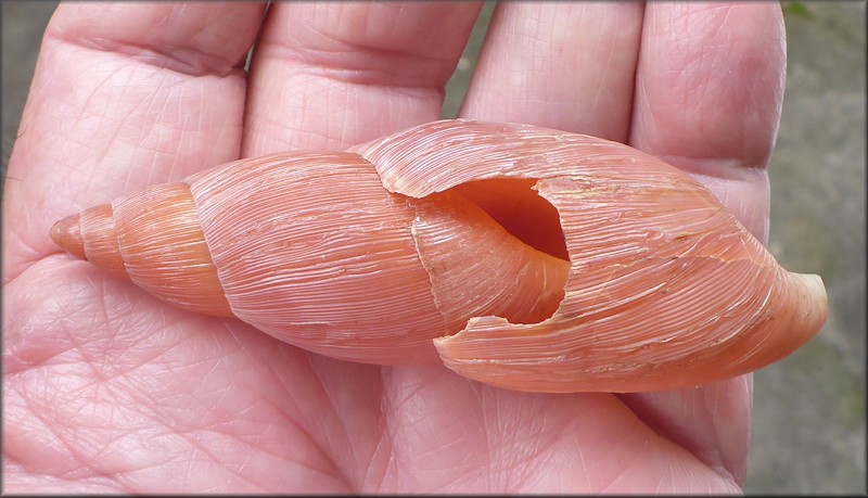 Euglandina rosea (Frussac, 1821) Damaged Shell