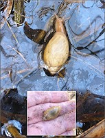 Euglandina rosea (Frussac, 1821) Juvenile Crossing Flooded Area