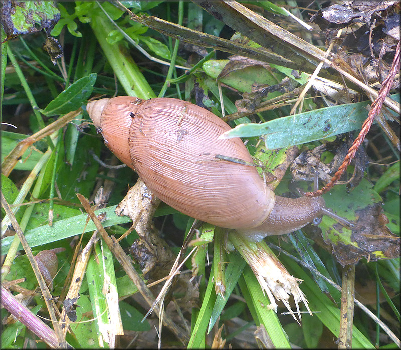 Euglandina rosea (Frussac, 1821) Rosy Wolfsnail In Situ