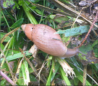 Euglandina rosea (Frussac, 1821) Rosy Wolfsnail In Situ