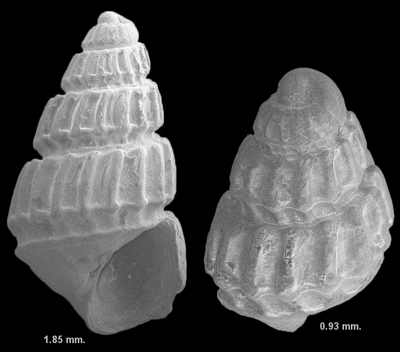 Egila sp. cf. E. gordonae (Bartsch, 1955) Edna Gordon's Odostome Fossil