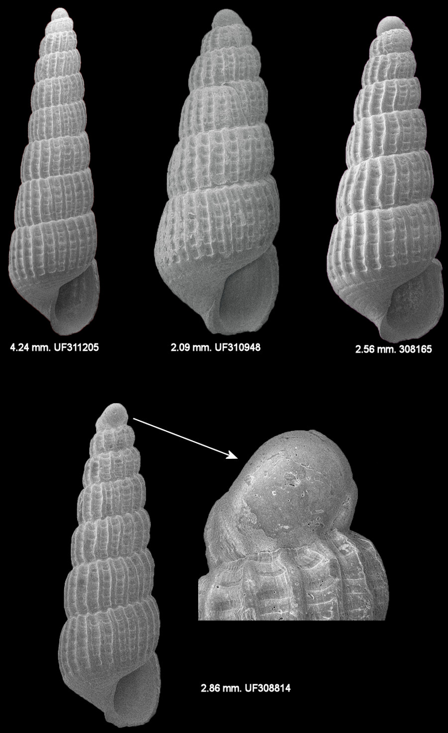 Turbonilla (Pyrgiscus) species A 