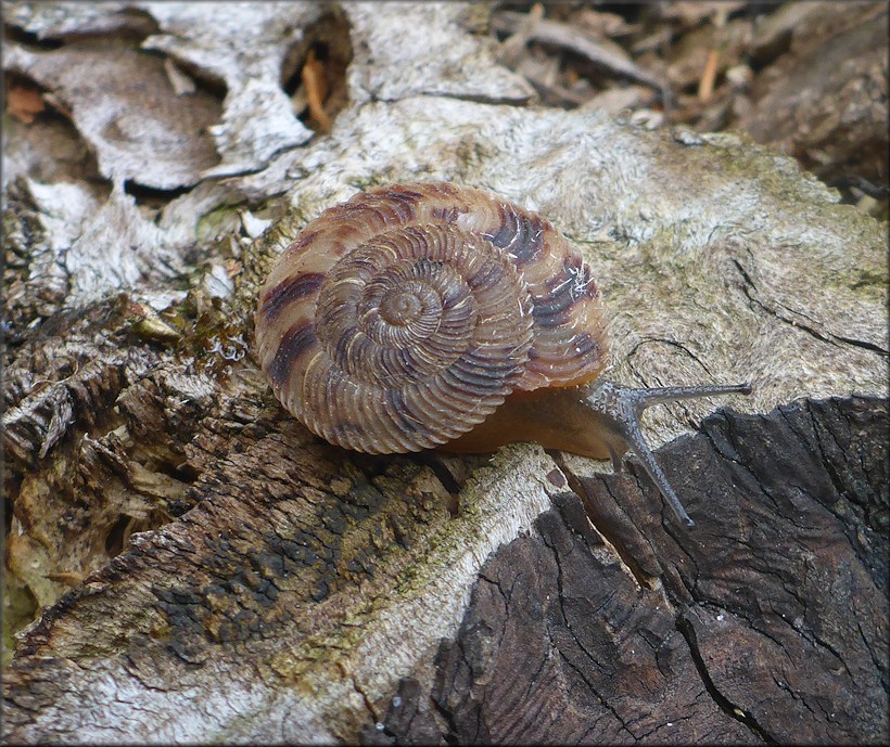 Anguispira cumberlandiana (I. Lea, 1840) Cumberland Tigersnail