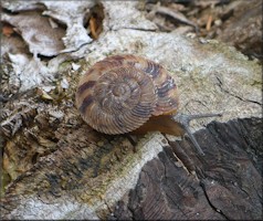 Anguispira cumberlandiana (I. Lea, 1840) Cumberland Tigersnail