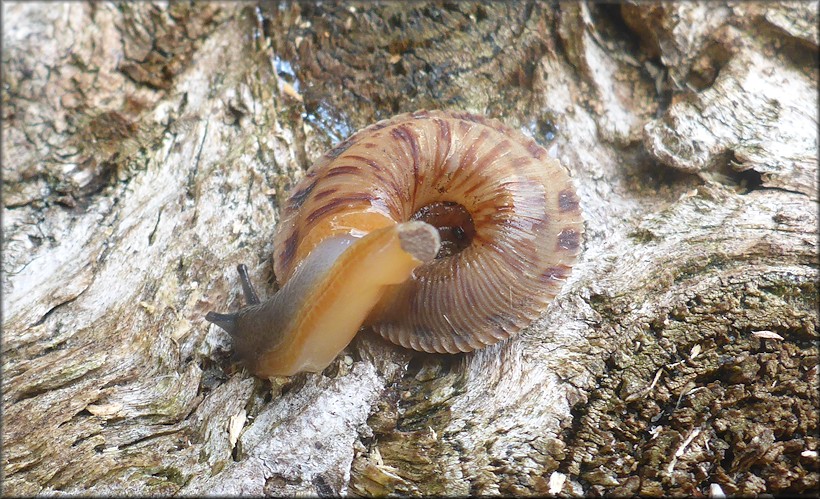 Anguispira cumberlandiana (I. Lea, 1840) Cumberland Tigersnail