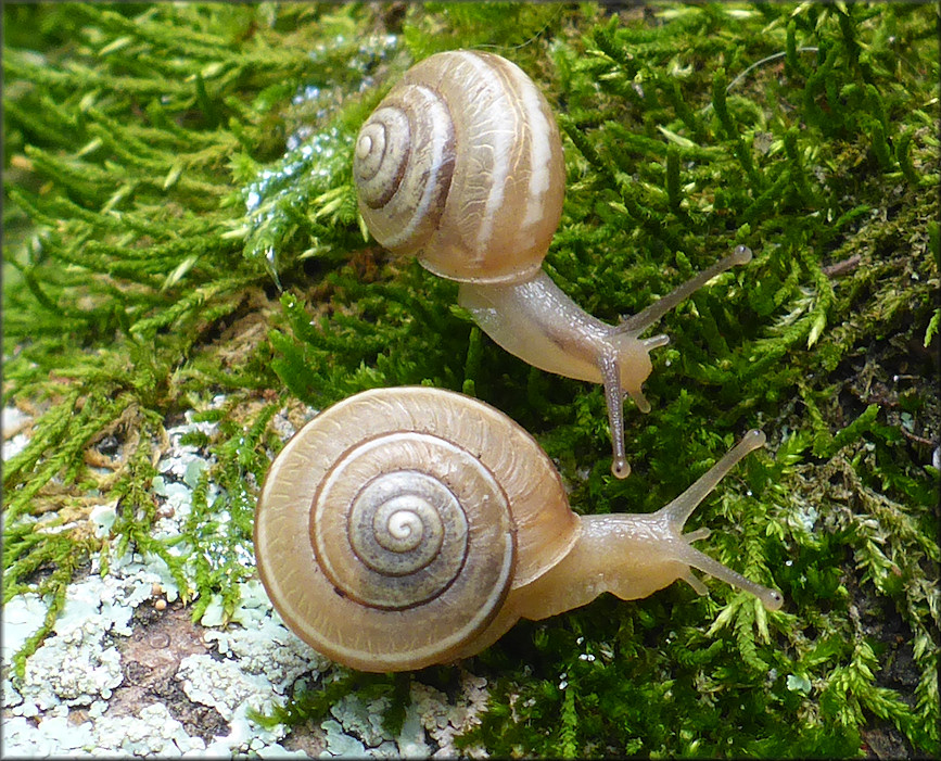 Praticolella griseola (L. Pfeiffer, 1841) Vagrant Scrubsnail