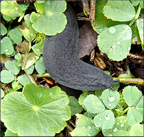 Belocaulus angustipes (Heynemann, 1885) Black-velvet Leatherleaf