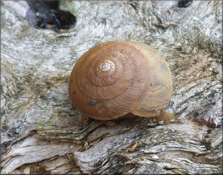 Ventridens eutropis Pilsbry, 1946 Carinate Dome