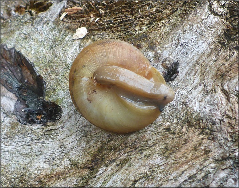 Ventridens eutropis Pilsbry, 1946 Carinate Dome