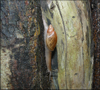 Euglandina rosea (Frussac, 1821) Rosy Wolfsnail In Situ