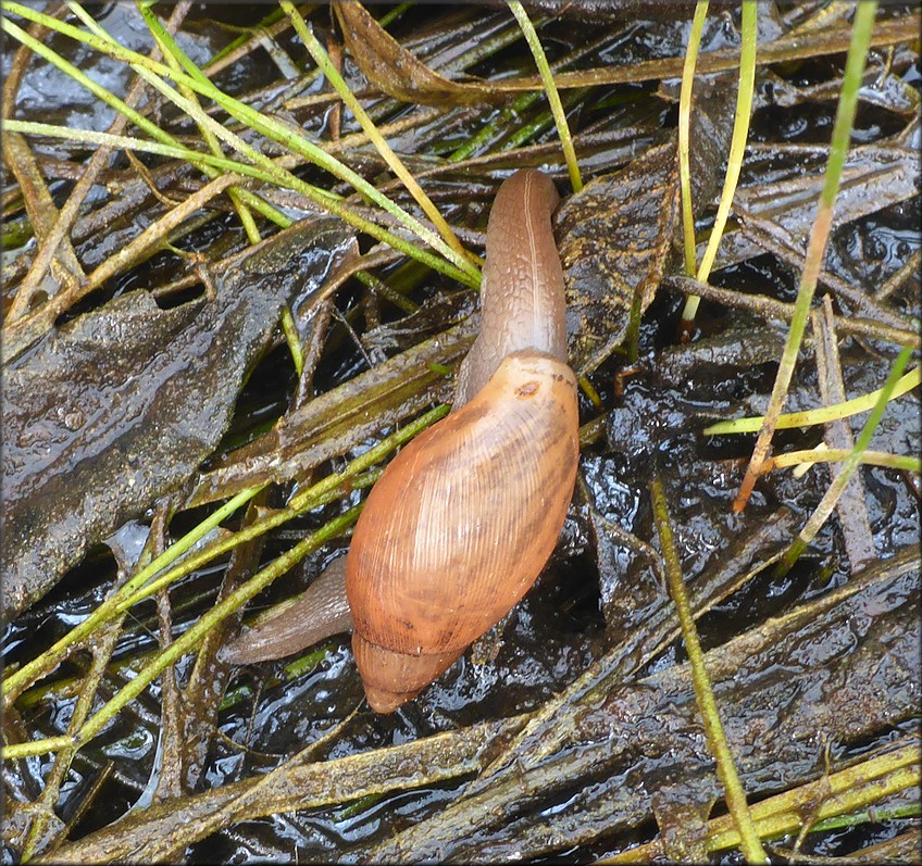 Euglandina rosea (Frussac, 1821) Juvenile On The Prowl