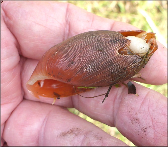 Euglandina rosea (Frussac, 1821) Damaged Shell