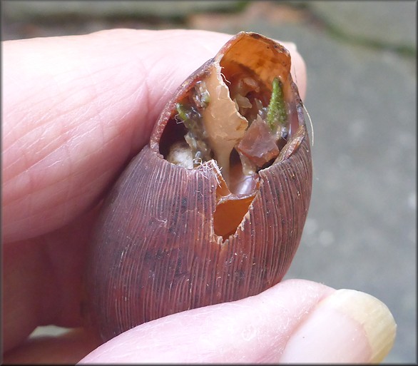 Euglandina rosea (Frussac, 1821) Damaged Shell