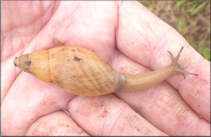 Euglandina rosea (Frussac, 1821) Rosy Wolfsnail